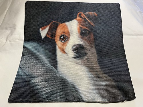 Adorable dog jack - dog, russell