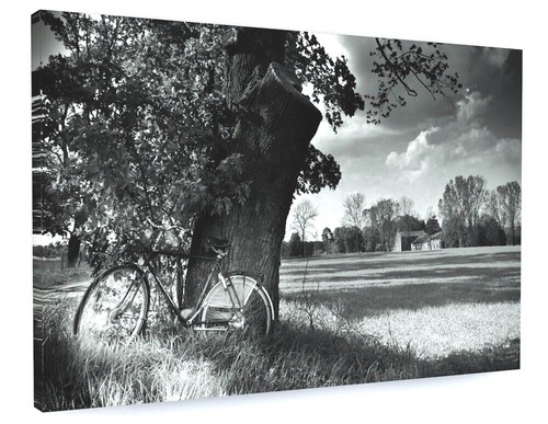 Stunning black white tree - black, &