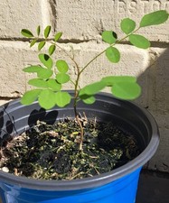 Falce Acacia sapling (Robinia