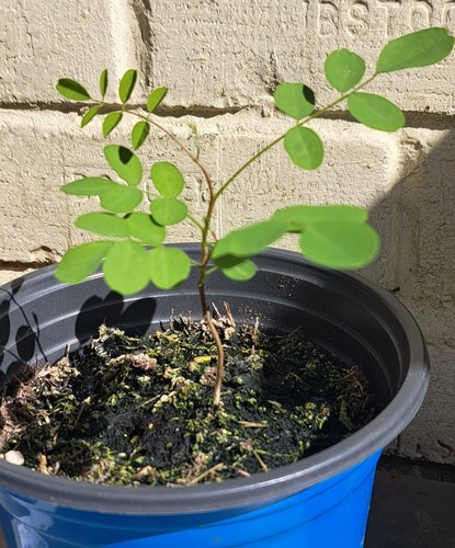 Falce acacia sapling robinia - sapling, (robinia