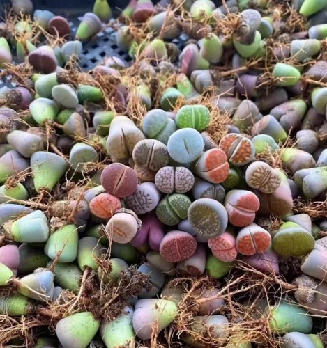 1cm mix kinds - 1cm+, colorful