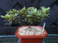(R2) BONSAI JAPANESE MINI RHODODENDRON NAMED  RAMAPO  - IN PLASTIC BONSAI POT