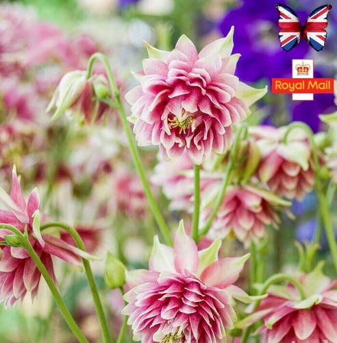 Aquilegia seeds nora barlow - seeds,
