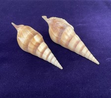 Pair Of Spindle Tibia Shells Natural Shells (15cm,13cm)