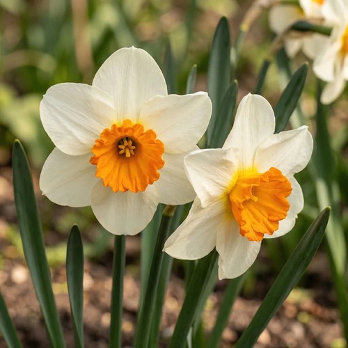 Daffodil narcissus barrett - daffodil,