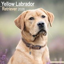Yellow Labrador Retriever 2026
