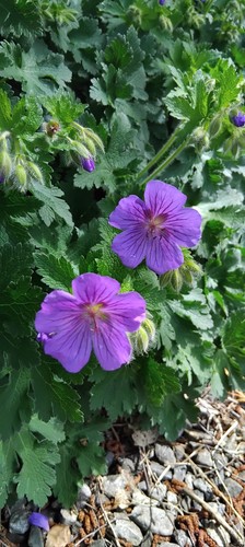 Purple geranium - geranium,