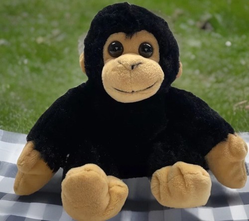 Monkey chimpanzee animal - monkey,,