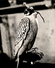 LG114 Original Photo U.S. AIR