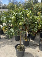 Lemon Citrus Plant With Fruit