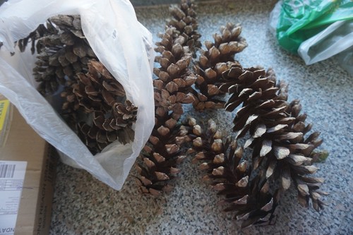 Large pine cones - 15, for
