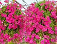 1000x Petunia Rose Of Heaven Seeds – Dwarf Multiflora Series – Compact Blooms