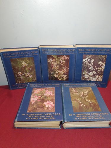 1910s wild flowers - 1910s, they