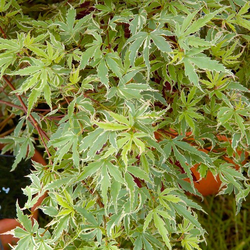 Acer palmatum butterfly - butterfly,