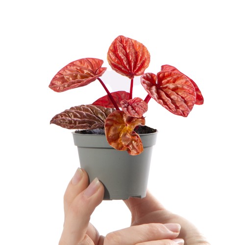 Baby emerald ripple plant - baby,