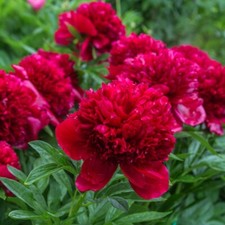 T&M Peony Plants Double Red