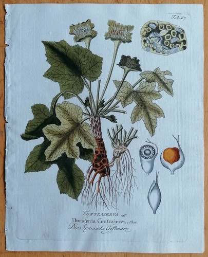 Vietz icones plantarum - icones,