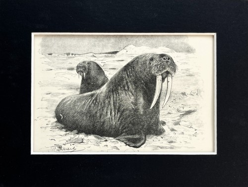 Walrus mounted antique print - walrus,