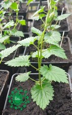 Fuggles Hop Plants  - 9cm & 1 Litre pots - all female - Singles -Plant Passports