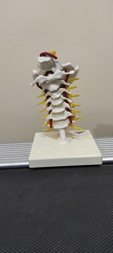 Anatomical model cervical - model,