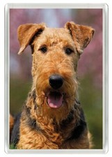 AIREDALE TERRIER BEAUTIFUL DOG