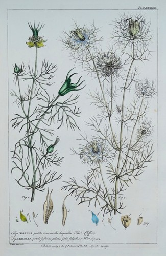 Antique botanical print - antique,