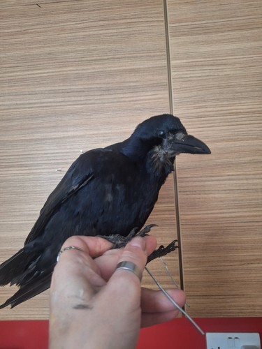 Unmounted taxidermy juvenile - taxidermy,