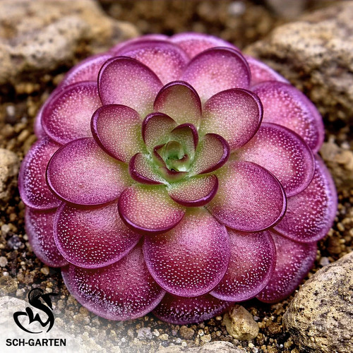 Pre sale pinguicula sch - pre-sale,