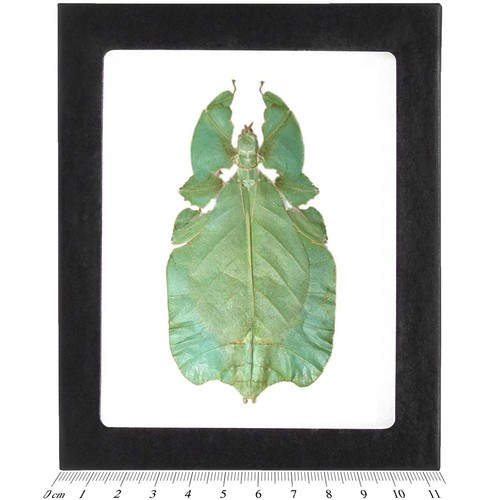 Phyllium pulchrifolium green - phyllium,