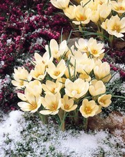 Crocus 'Cream Beauty' 10, 25 or 50 bulbs Early Spring Flowering Pale Yellow
