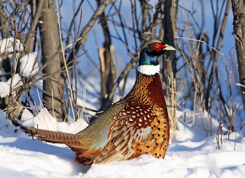 Pheasant winter snow canvas - pheasant,