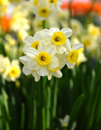 Mini daffodil minnow - daffodil,