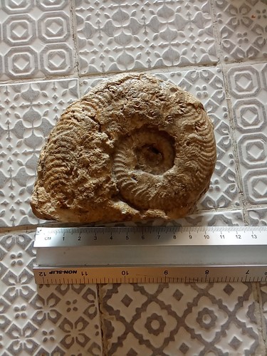 Ammonite fossil approx - ammonite,