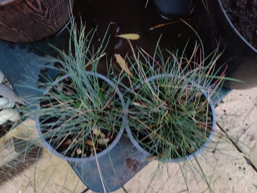 Two festuca glauca - festuca,
