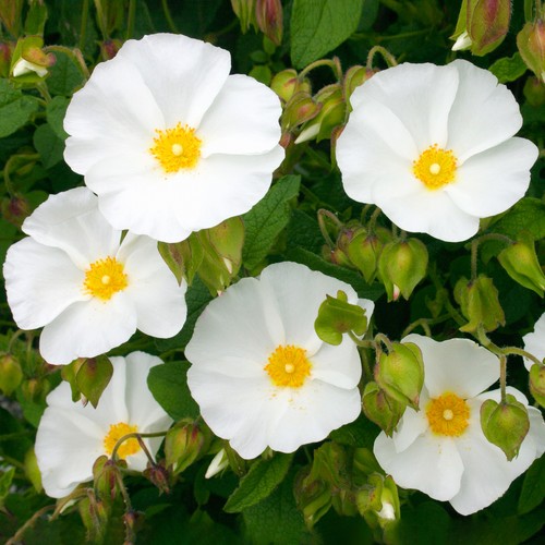 Cistus corbariensis dense - cistus,
