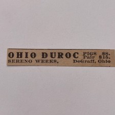 Ohio Duroc Pigs Sereno Weeks