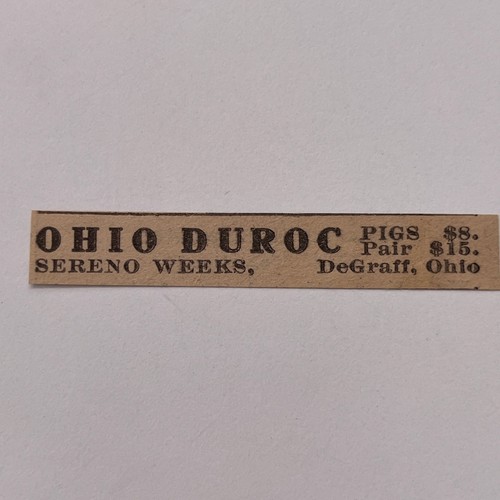 Ohio duroc pigs - ohio, weeks