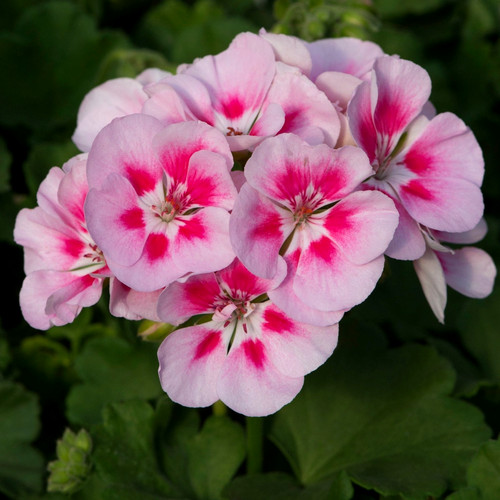 Garden plug plants - plug, flowers