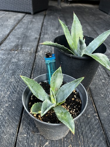 Agave americana plant - americana,