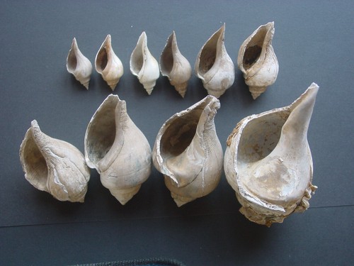Bartonian eocene growth series - eocene,