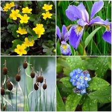 Various pond marginal plants - various,