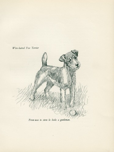 Wire fox terrier and - ,