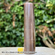 Polished British Belemnite Fossil | Jurassic UK | Sliced to Reveal Internal