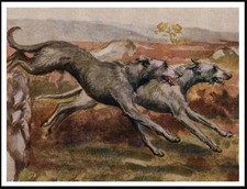 DEERHOUND DOGS IN FULL CHASE