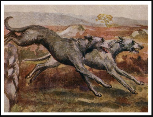 Deerhound dogs full chase - dogs,