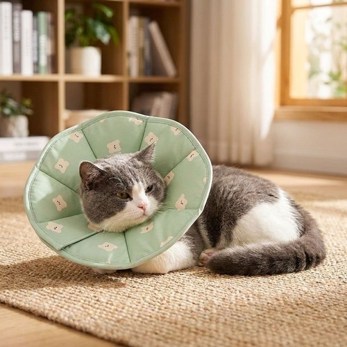 Cat elizabethan collar - cat,