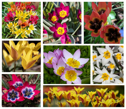 Mixed botanical tulip bulbs - 20,