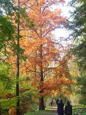 TAXODIUM DISTICHUM, Swamp or