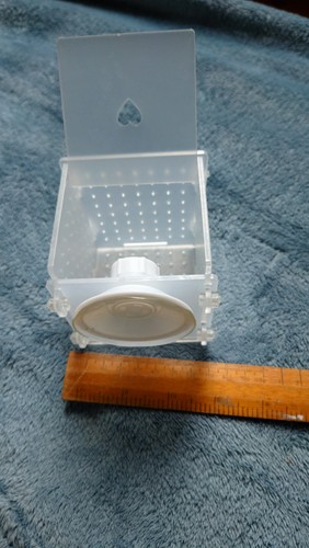Aquarium guppy fish fry - aquarium,