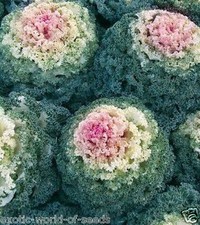 DECORATIVE /ORNAMENTAL CABBAGE
